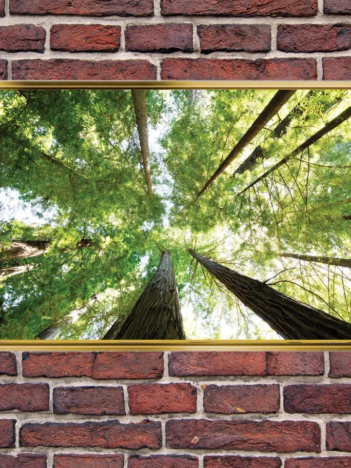 Forest Landscape Print on Canvas , Floating Frame Option, Modern Wall Art, Extra Large Canvas Wall Art