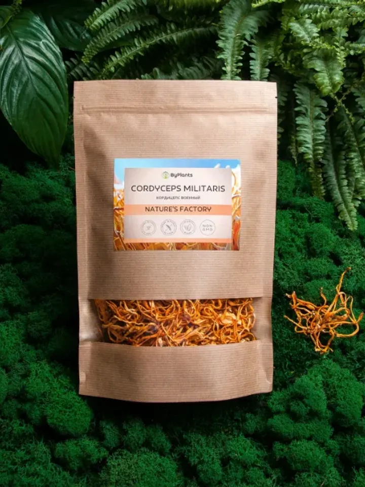 Cordyceps millitaris dried mushroom fruit bodies Youth Health Longevity 100 g ( 3.53 oz)