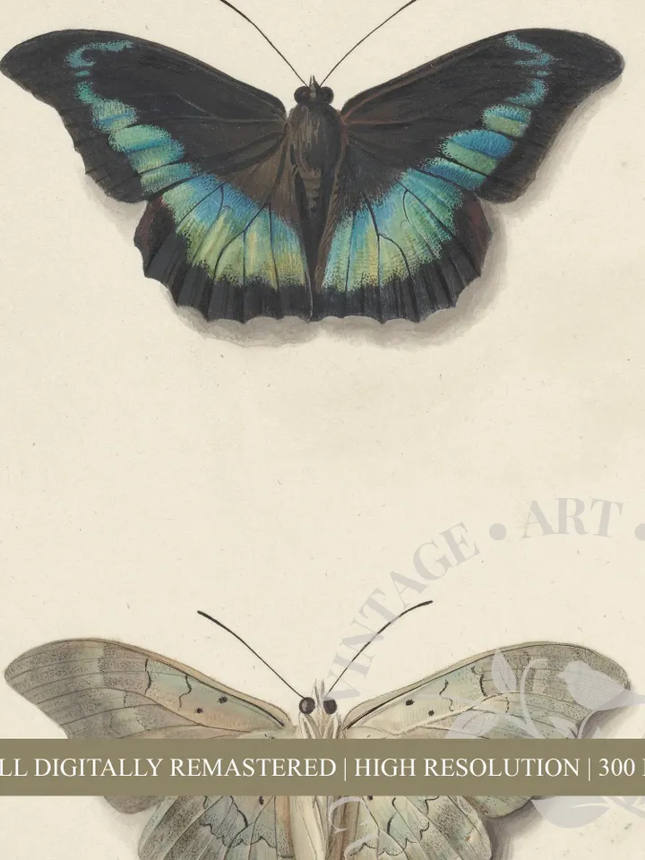 Butterfly wall art Vintage Neutral Print, Antique Top and Bottom Butterfly Painting, PRINTABLE Downloadable Decor | 139