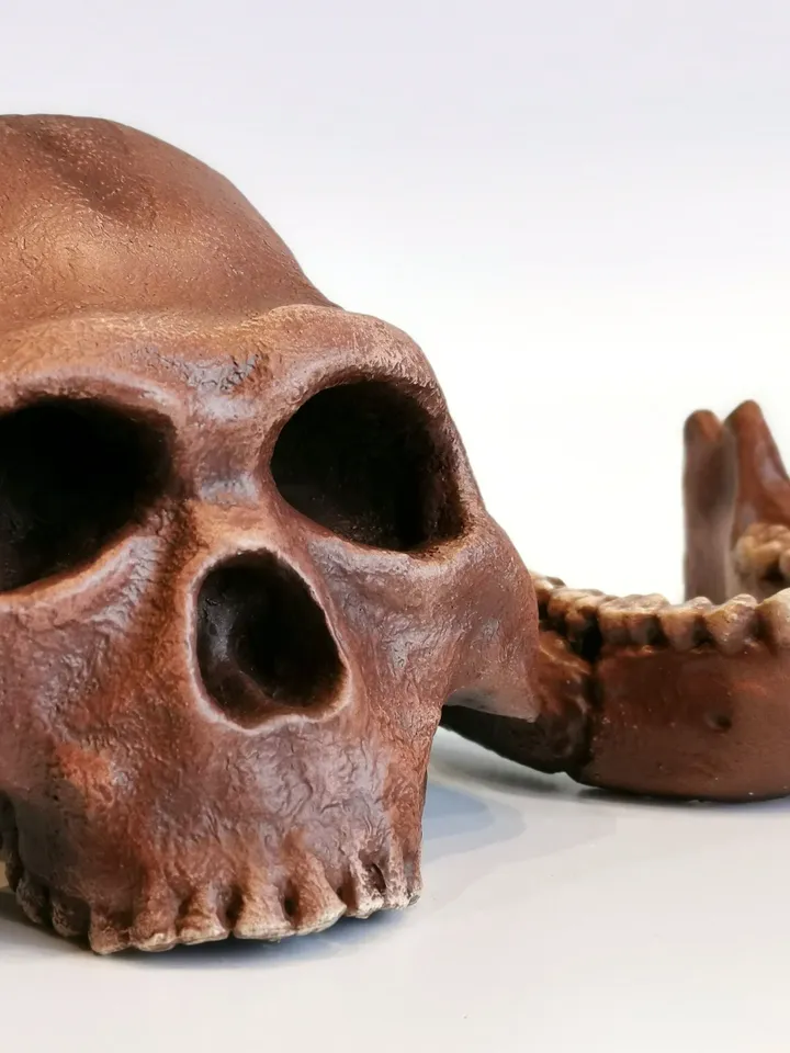 Homo Naledi Skull Replica Reconstruction, Full-size 3d printed Hominid Skull, Museum Quality Anthropology Model, Real Fossil Scan