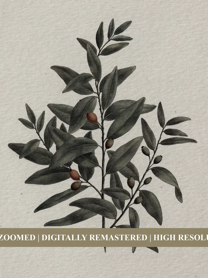 Vintage Botanical Print, Antique African Sandalwood Watercolor, Farmhouse Digital Decor, Printable Art | 359
