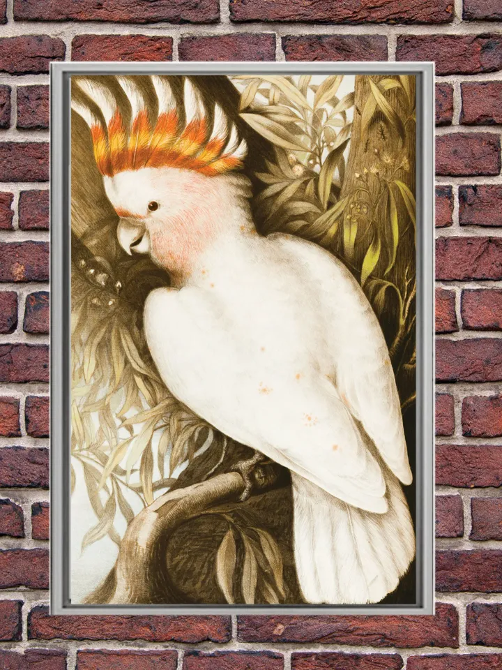 Leadbeaters Cockatoo, Plyctolophus leadbeateri parrot Print on Canvas , Floating Frame Option, Modern Wall Art, Extra Large Canvas Wall Art