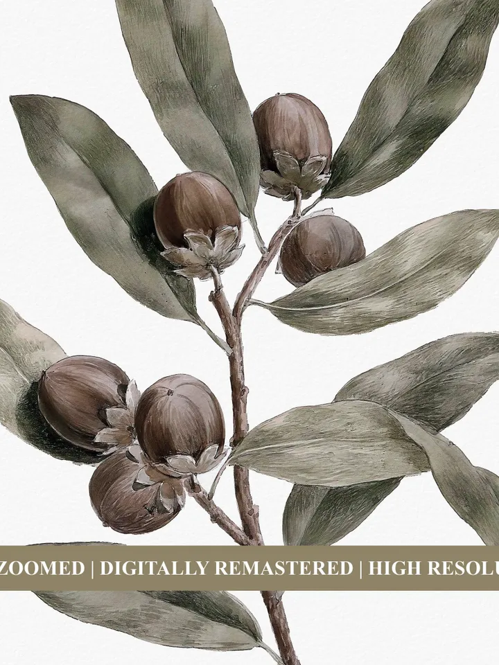 Vintage Olive Branch Print Botanical Wall Art, Large Watercolor Painting, Printable Digital Decor | 146