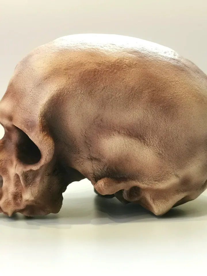 Homo Sapiens Cro-Magnon Skull Replica, Full-size 3d printed Hominid Skull Without Jaw, Museum Quality Anthropology Model, Real Fossil Scan