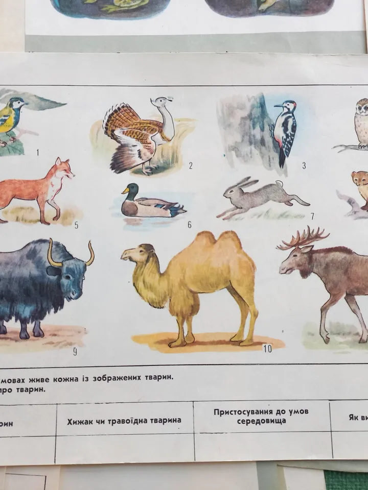 Set Vintage Animal Posters 17pcs Sketchbook for Logic Exercises USSR 1970