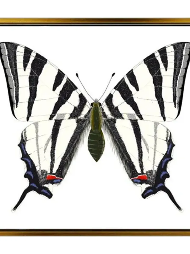 Butterfly Print on Canvas , Floating Frame Option, Modern Wall Art, Extra Large Canvas Wall Art