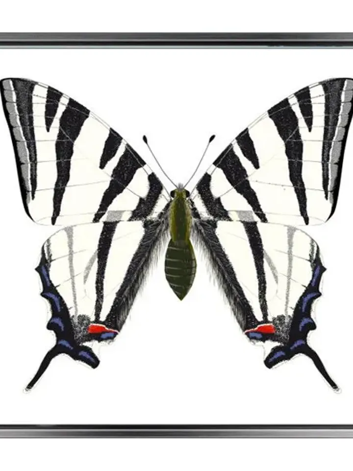 Butterfly Print on Canvas , Floating Frame Option, Modern Wall Art, Extra Large Canvas Wall Art