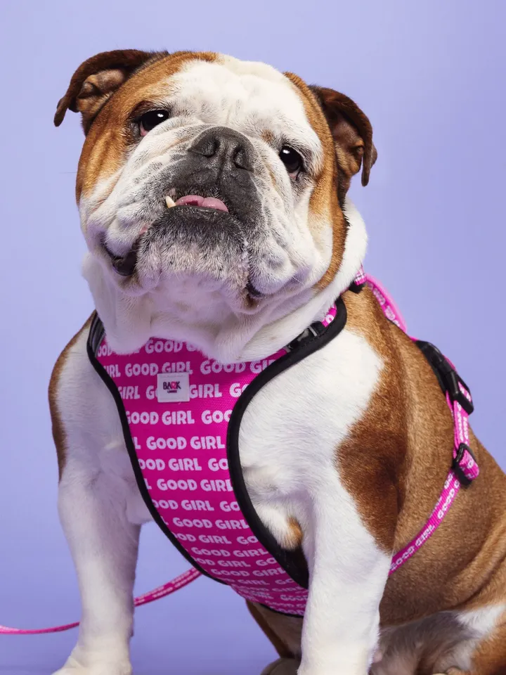 Dog Harness Girl, Pink Dog Harness With Handle
