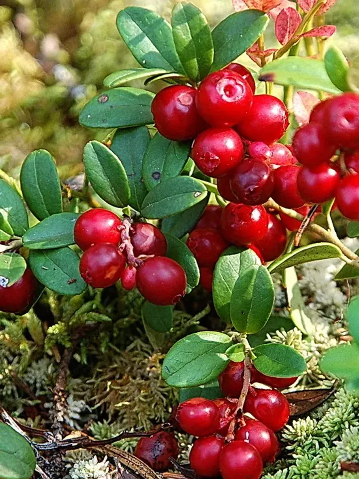 Whole Dried Lingonberry ( Vaccinium vitis-idaea ) 1000 gr ( 35.27oz )