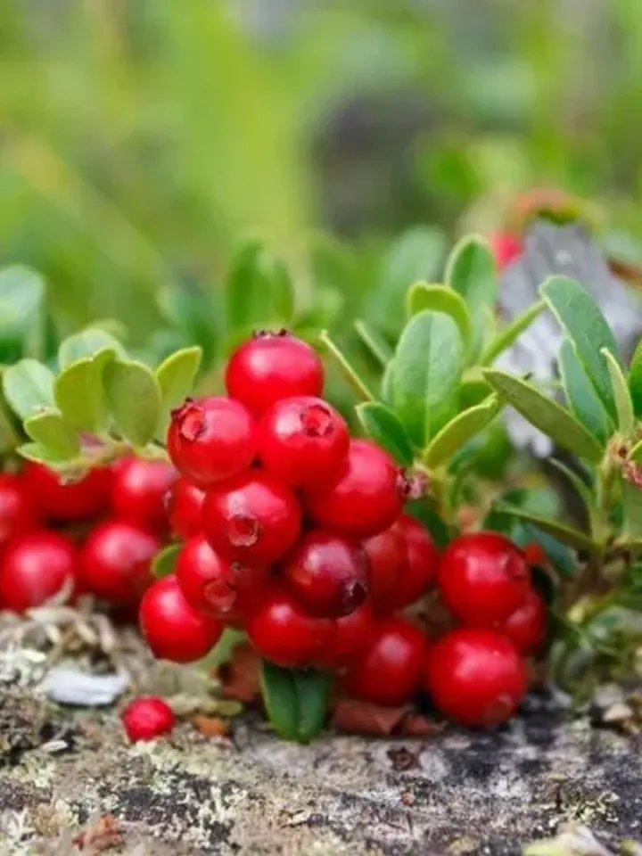 Whole Dried Lingonberry ( Vaccinium vitis-idaea ) 1000 gr ( 35.27oz )