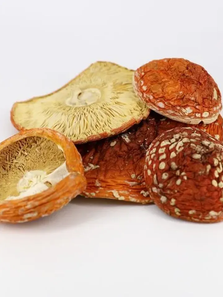 Amanita extract cream 150 ml ( 5.07oz)