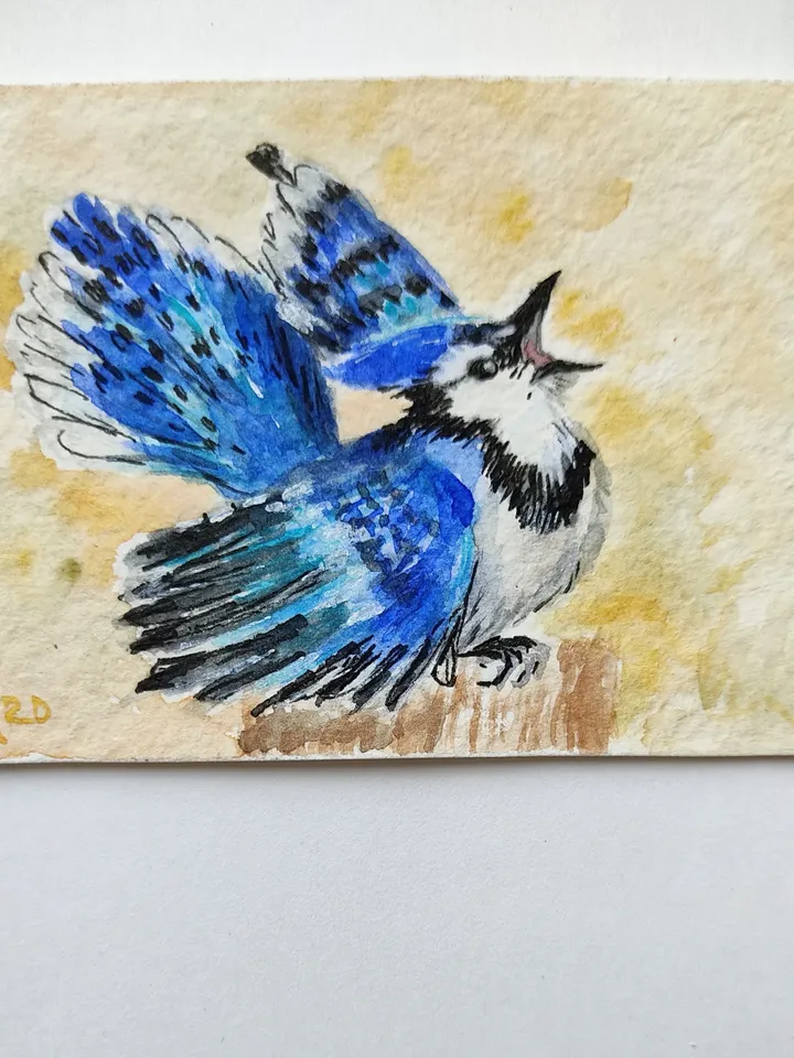 Blue jay Original Watercolor Art ACEO bird Miniature Artwork painting