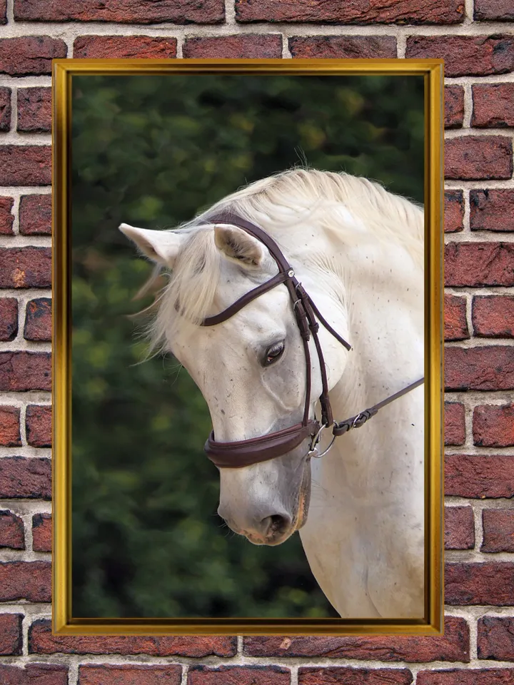 White Horse Print on Canvas , Floating Frame Option, Modern Wall Art, Extra Large Canvas Wall Art