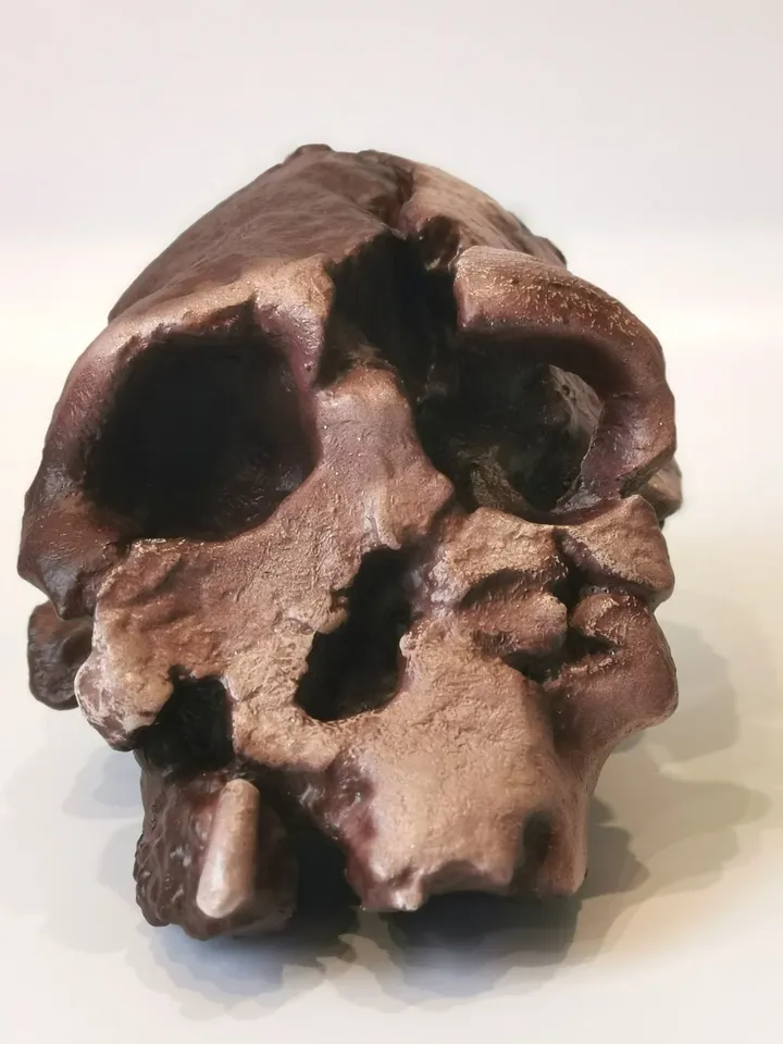 Kenyanthropus Platyops Skull Replica, Full-size 3d printed Hominid Skull Without Jaw, Museum Quality Anthropology Model, Real Fossil Scan