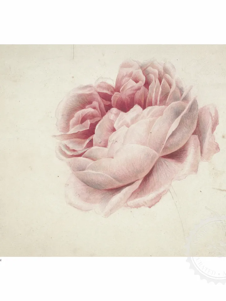 Vintage Red Rose Watercolor Print, Floral Painting, Printable Farmhouse Wall Art Decor, Downloadable | 53