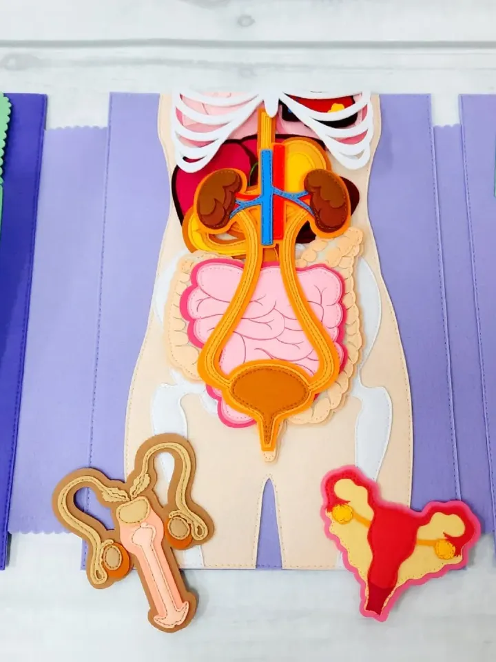 Full set of realistic (skeleton and organs) Human anatomy, Medical model, Human body for kids, Science Montessori