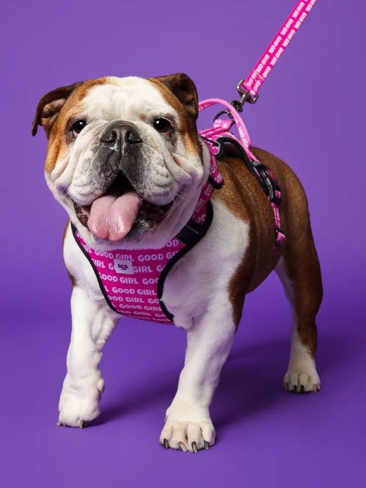 Dog Harness Girl, Pink Dog Harness With Handle