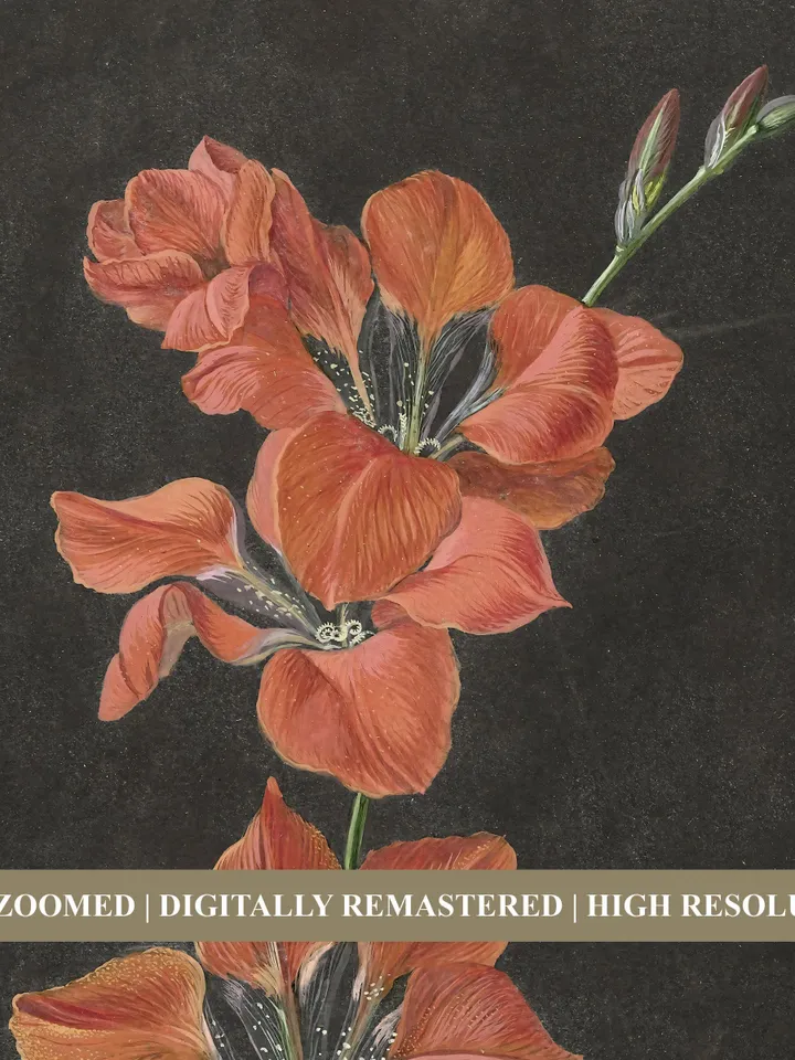 Red Lily Flower on Dark, Vintage Still Life Printable Wall Art Decor, Digital Download | 343