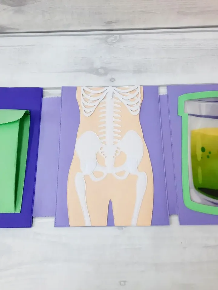 Full set of realistic (skeleton and organs) Human anatomy, Medical model, Human body for kids, Science Montessori