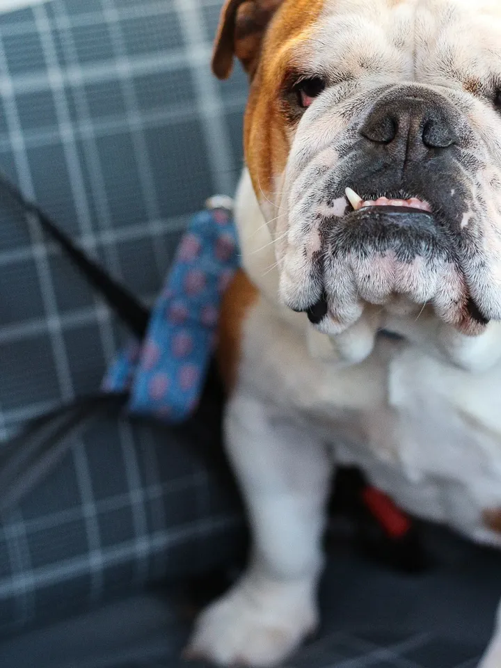 Dog Seat Belt, Pet Car Seat Belt