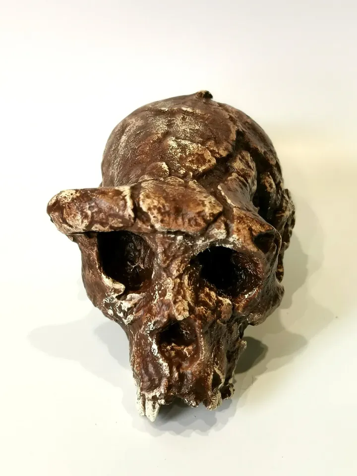 Sahelanthropus Tchadensis Skull Replica, Full-size 3d printed Hominid Skull Without Jaw, Museum Quality Anthropology Model, Real Fossil Scan