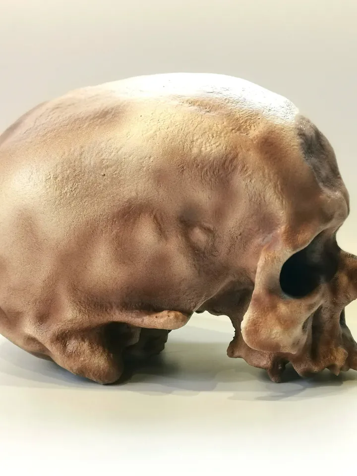 Homo Sapiens Cro-Magnon Skull Replica, Full-size 3d printed Hominid Skull Without Jaw, Museum Quality Anthropology Model, Real Fossil Scan