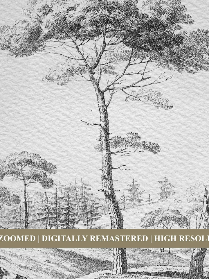 Pine Tree Sketch Vintage Prints set of 2, Nature Drawing, Printable Wall Art Decor, Digital Download | 117 S2
