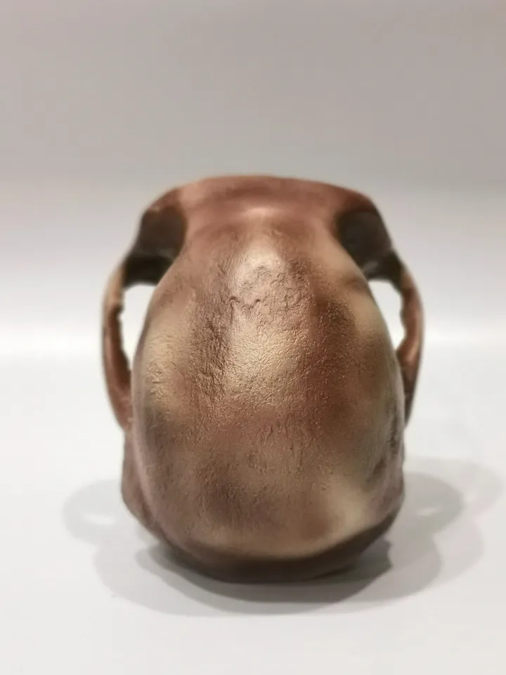 Australopithecus africanus Skull Replica, Full-size 3d printed Hominid Skull, Museum Quality Anthropology Model, Real Fossil Scan