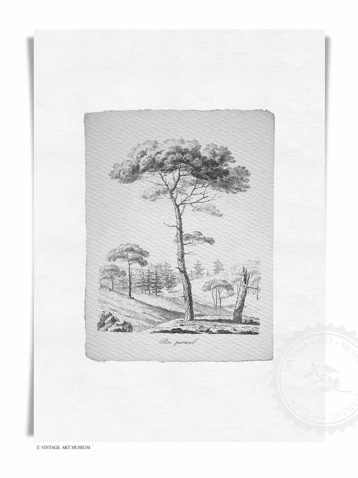 Pine Tree Sketch Vintage Prints set of 2, Nature Drawing, Printable Wall Art Decor, Digital Download | 117 S2
