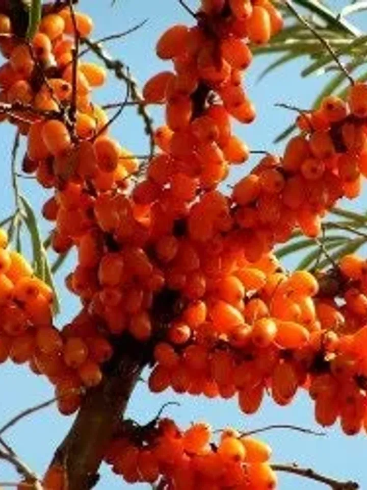 Sea Buckthorn Oil, First Cold Pressed, 100% Organic, GMO Free, Gluten Free, Pure, Internal & External Use