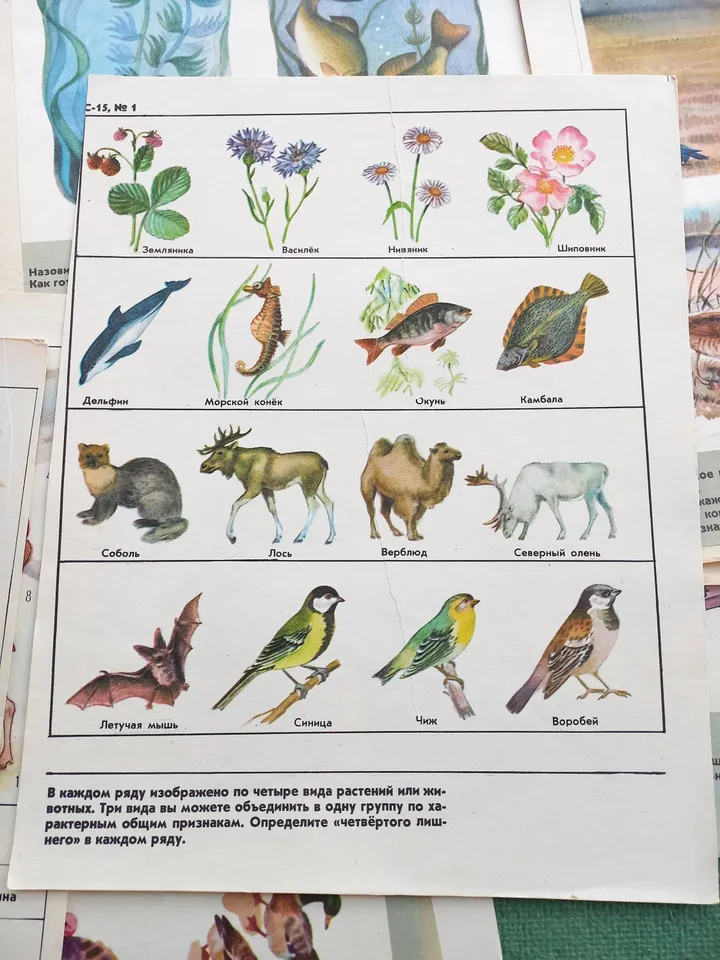 Set Vintage Animal Posters 17pcs Sketchbook for Logic Exercises USSR 1970