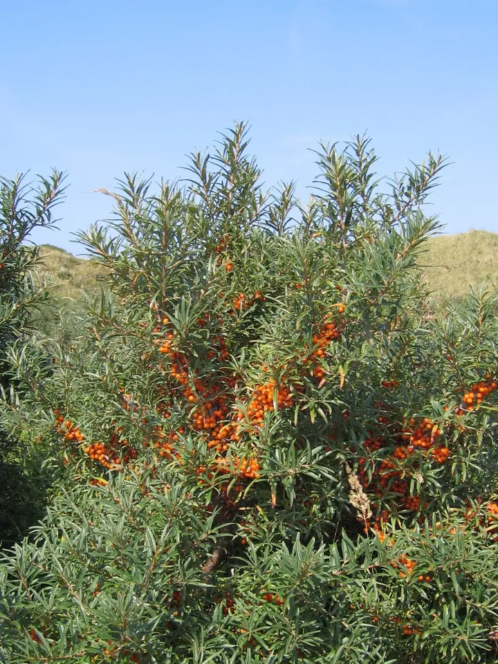 Sea Buckthorn Oil, First Cold Pressed, 100% Organic, GMO Free, Gluten Free, Pure, Internal & External Use