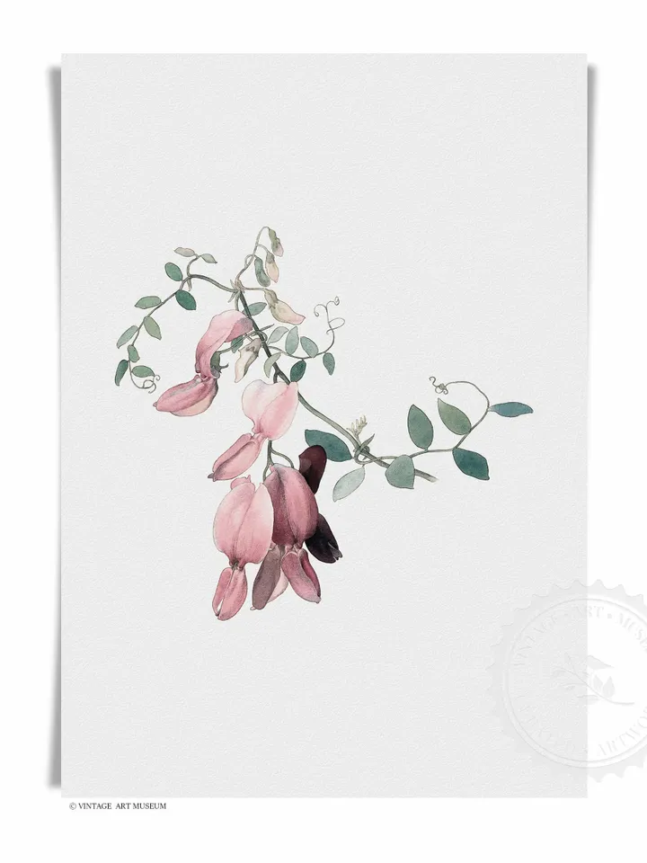 Vintage Botanical Print, Lathyrus "Pride of California" Printable Wall Art Decor | 178