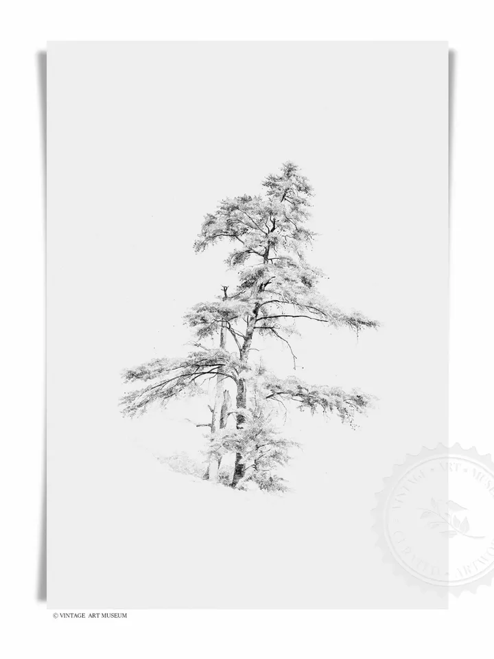 Antique Pine Tree Sketch, Vintage Art Print Digital Download, Minimalist Printable Wall Decor | 62