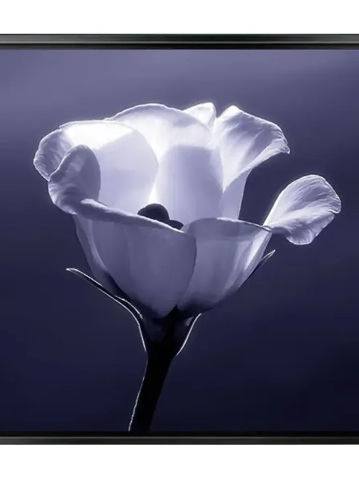 Flower Print on Canvas , Floating Frame Option, Modern Wall Art, Extra Large Canvas Wall Art