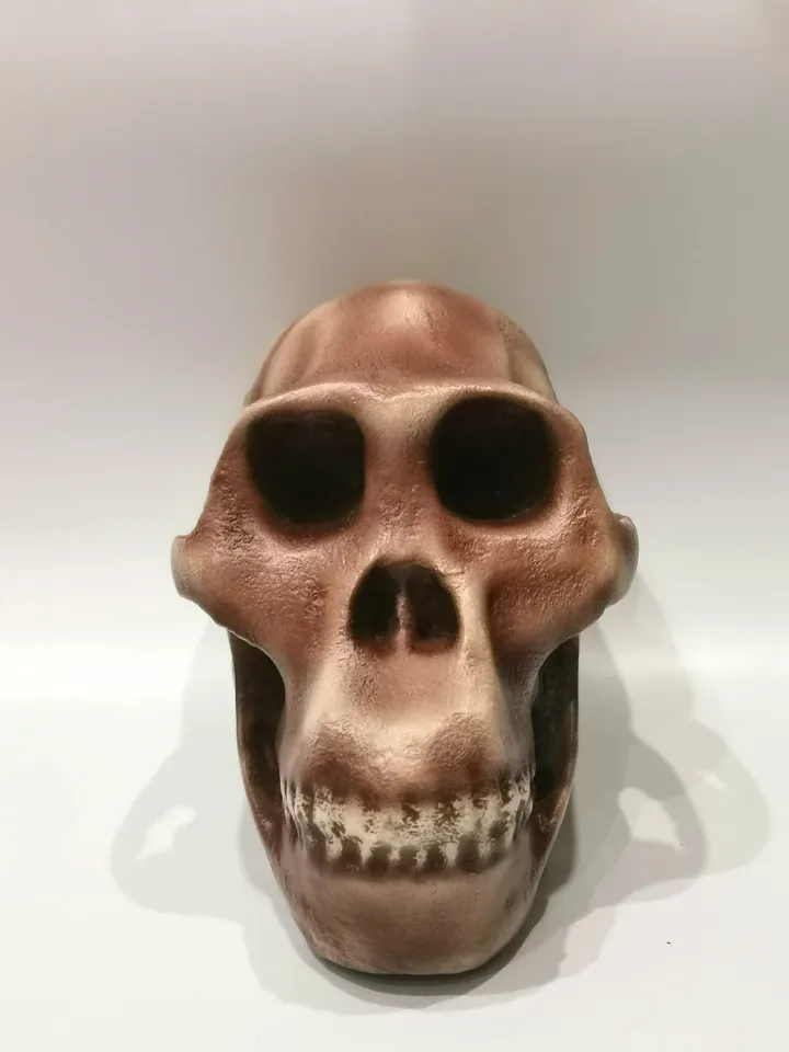 Australopithecus africanus Skull Replica, Full-size 3d printed Hominid Skull, Museum Quality Anthropology Model, Real Fossil Scan