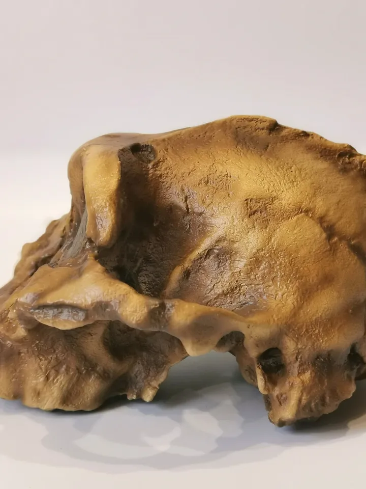 Paranthropus Boisei Skull Replica, Full-size 3d printed Hominid Skull Without Jaw, Museum Quality Anthropology Model, Real Fossil Scan