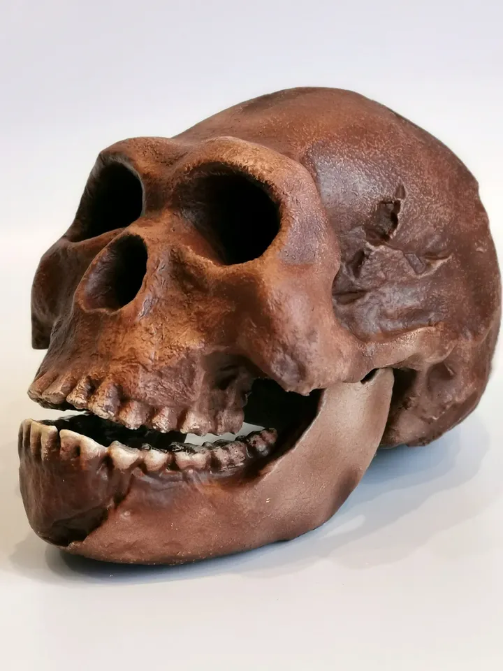 Homo Naledi Skull Replica Reconstruction, Full-size 3d printed Hominid Skull, Museum Quality Anthropology Model, Real Fossil Scan