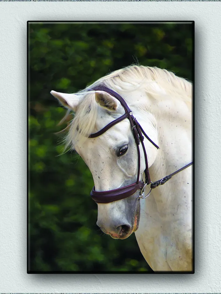 White Horse Print on Canvas , Floating Frame Option, Modern Wall Art, Extra Large Canvas Wall Art