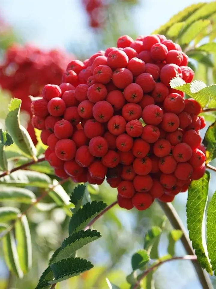 Rowan red (Sorbus aucuparia Rosaceae) sublimated powder 1000g ( 35.27 oz)