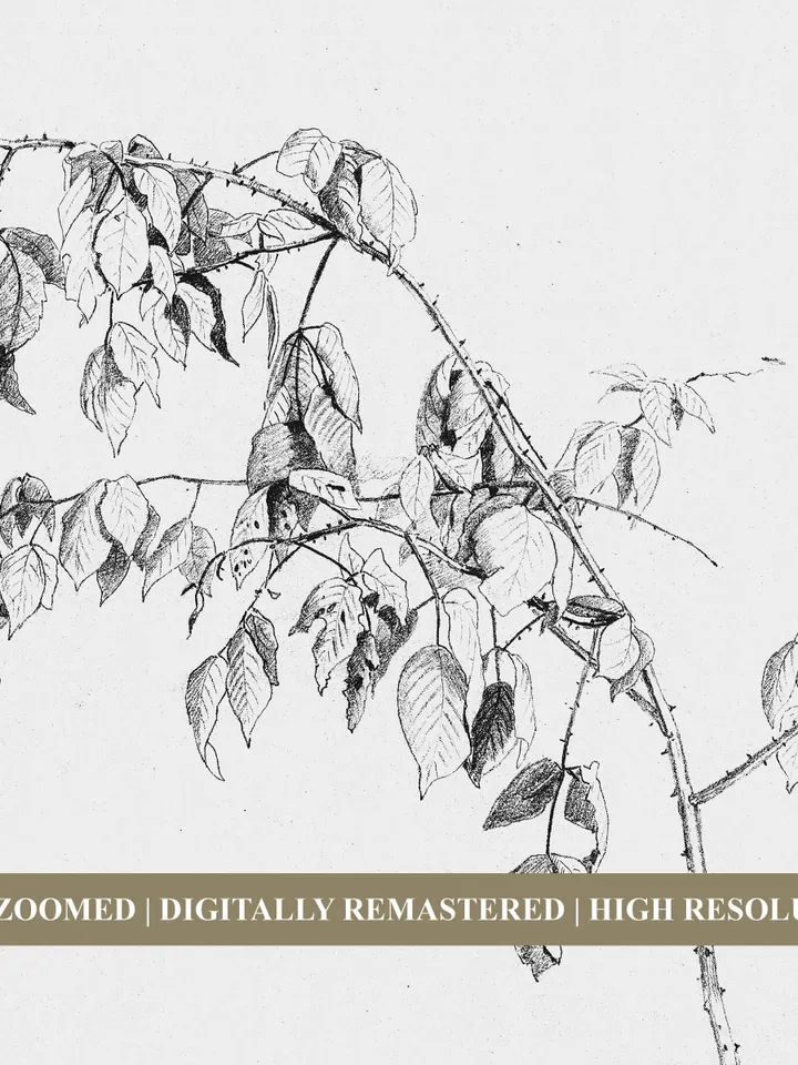 Vintage Sketch Art Print, Antique Blackberry Branch Drawing, Nature Printable Wall Decor, Digital | 358