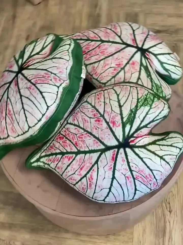 Caladium Pillow / Caladium leaf/ Fancy Leaf pillow / rare caladium / strawberry star caladium / pillow plant/ plant lover gift/ urban jungle