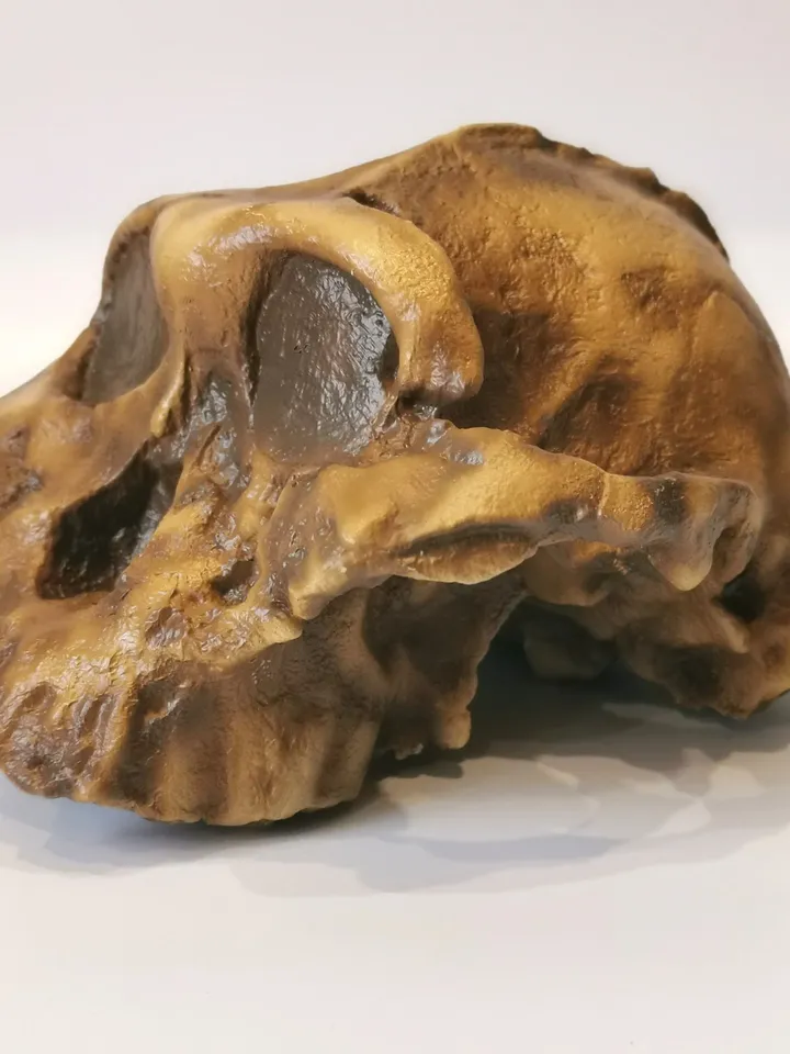 Paranthropus Boisei Skull Replica, Full-size 3d printed Hominid Skull Without Jaw, Museum Quality Anthropology Model, Real Fossil Scan