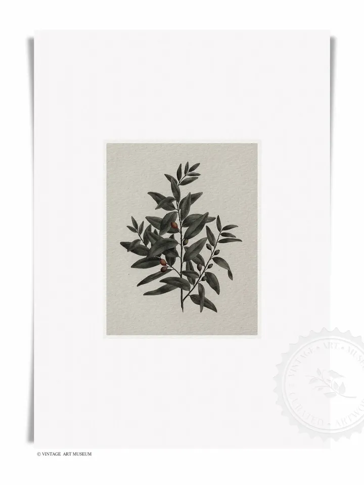 Vintage Olive Branches Set of 2 Prints, Antique Minimalist Botanical Art, Printable Wall Decor Digital Download | 138 S2