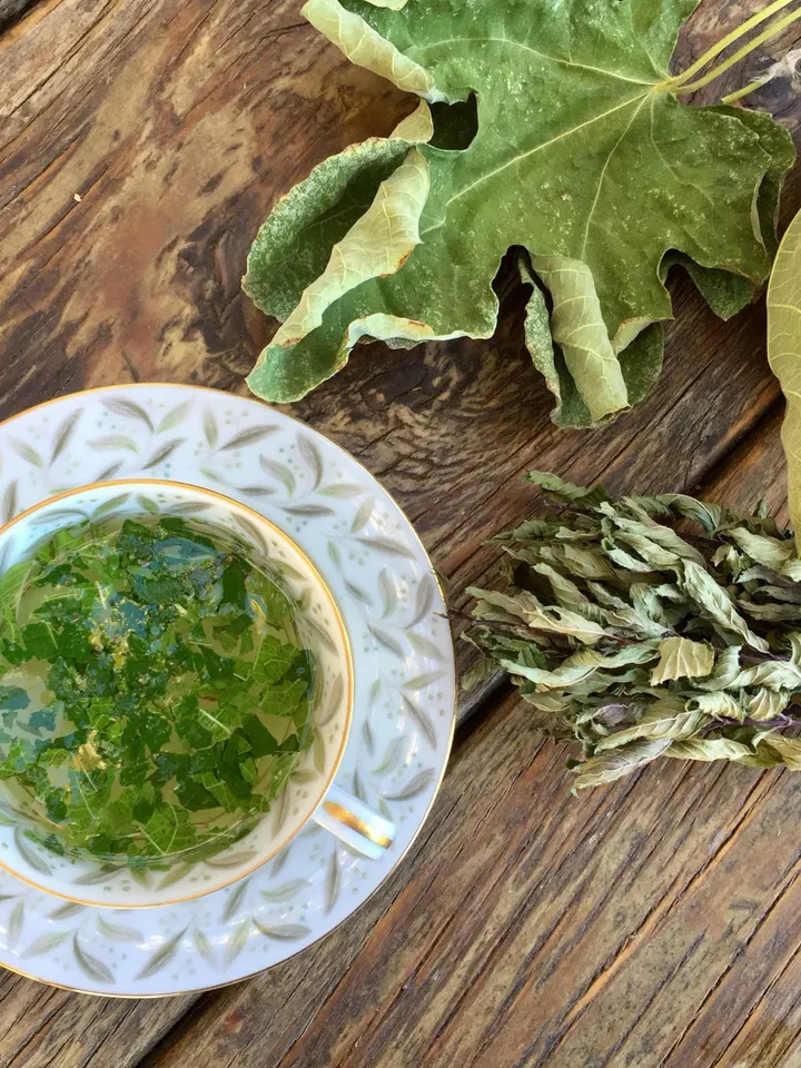 GGW Armenian Fig Leaf Tea Therapy, Regulates Blood Sugar, Unique hint of fig Taste, All Natural, Enjoy GGW Fig Leaf tea with our Raw Honey