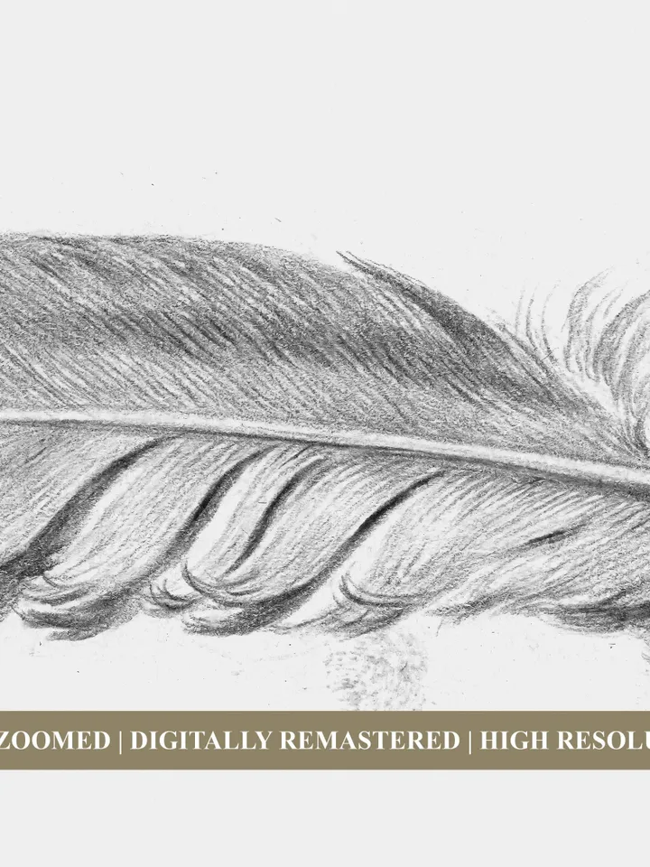 Feather Art Minimalist Sketch, Vintage Neutral Printable Wall Decor, Digital Download | 355
