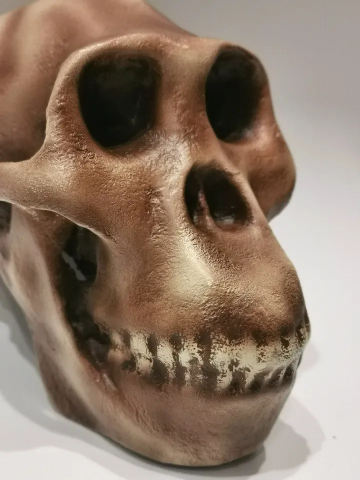 Australopithecus africanus Skull Replica, Full-size 3d printed Hominid Skull, Museum Quality Anthropology Model, Real Fossil Scan