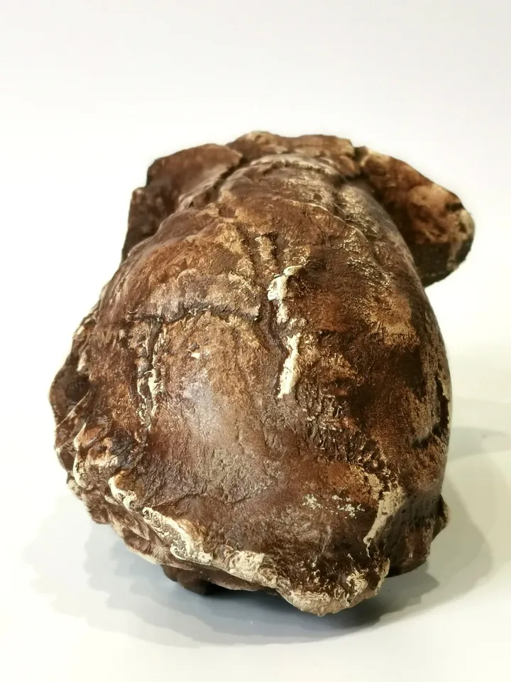 Sahelanthropus Tchadensis Skull Replica, Full-size 3d printed Hominid Skull Without Jaw, Museum Quality Anthropology Model, Real Fossil Scan