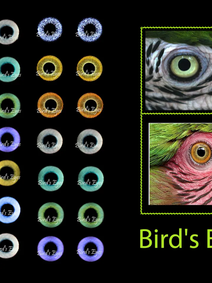 Eyes for Printing Realistic Irises, Bird eyes, Bird Irises, Realistic Eyes, Doll Eyes, Teddy Bear, Bottle Caps
