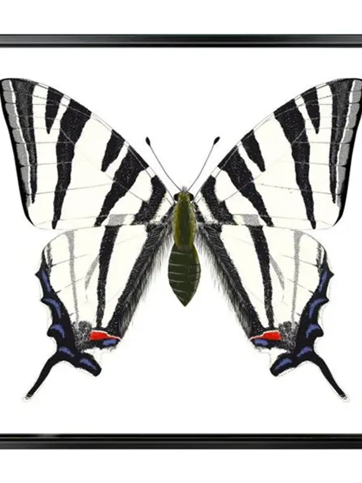 Butterfly Print on Canvas , Floating Frame Option, Modern Wall Art, Extra Large Canvas Wall Art